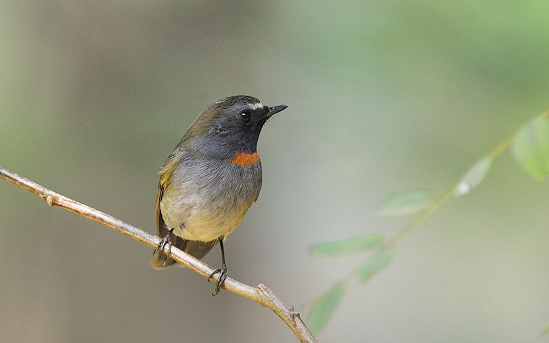 Rufous-gorgeted Flycatcher (Ficedula strophiata) at Phia Oac-Phia Den Bird Hides - Northern Vietnam. Photo by: Bui Duc Tien - Vietnam Bird Photography Tours - Vietbirdphototours.com